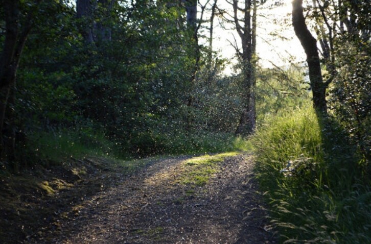 Um enxame de mosquitos nas Terras Altas da Escócia (Fonte da imagem: LifeSystems)