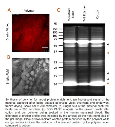 Elementos centrais do material do absorvente menstrual (Fonte da imagem: Women-X Biotech)