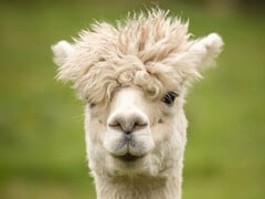 O senhor se assemelha a uma lhama, assim como o ALPACA se assemelha ao LLAMA (aparelho de medição Lyman-alfa). (Imagem: pixabay/wagrati_photo)