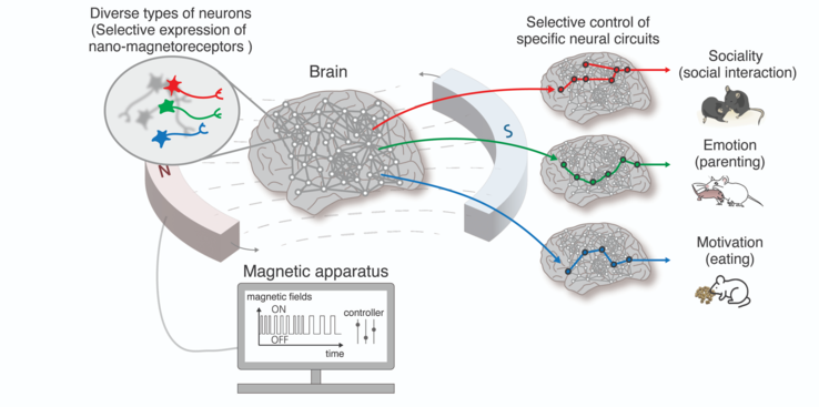 Usando a tecnologia nano-MIND, funções cerebrais de ordem superior, como emoções, sociabilidade e instintos de sobrevivência em animais, podem ser reguladas livremente por meio do controle seletivo de neurônios e circuitos cerebrais específicos. (Fonte: EurekAlert)