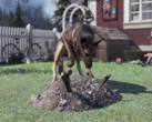 Os animais de estimação em Fallout 76 poderão cultivar recursos passivamente para os jogadores, de acordo com os relatórios. (Fonte da imagem: Game Rant)