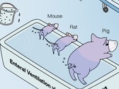 O Ig Nobel foi concedido a pesquisadores japoneses que demonstraram que a ventilação da extremidade posterior de animais funciona. (Fonte da imagem: Mammalian enteral ventilation ameliorates respiratory failure by R. Okabe et al.)