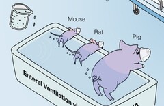 O Ig Nobel foi concedido a pesquisadores japoneses que demonstraram que a ventilação da extremidade posterior de animais funciona. (Fonte da imagem: Mammalian enteral ventilation ameliorates respiratory failure by R. Okabe et al.)