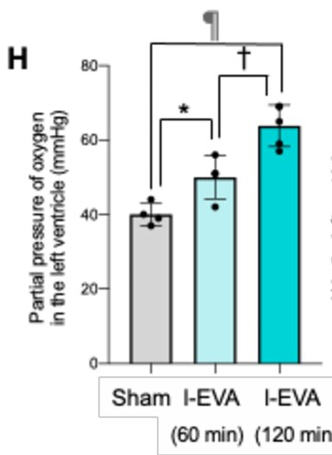 A perfluorodecalina oxigenada introduzida na parte traseira de camundongos aumentou significativamente a quantidade de oxigênio na corrente sanguínea quando medida no coração. (Fonte da imagem: Mammalian enteral ventilation ameliorates respiratory failure (Ventilação enteral em mamíferos melhora a insuficiência respiratória), de Ryo Okabe et al