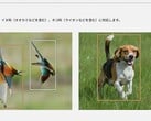 Essas duas fotos, entre outras na página do produto Lumix S9, deram início à polêmica (Fonte da imagem: Panasonic)