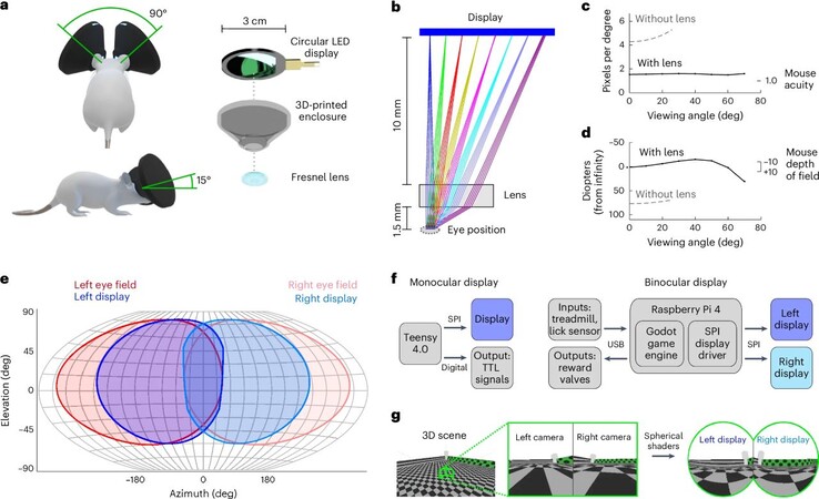 Os camundongos que usam o fone de ouvido MouseGoggles podem percorrer mundos virtuais infinitamente, eliminando a tediosa construção de labirintos para ratos. (Fonte da imagem: M. Isaacson et al. via Nature Methods)