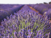 O linalol pode ser produzido a partir da lavanda e é mais do que apenas uma fragrância, pois pode ser usado em baterias de NaS (Fonte da imagem: pixabay)