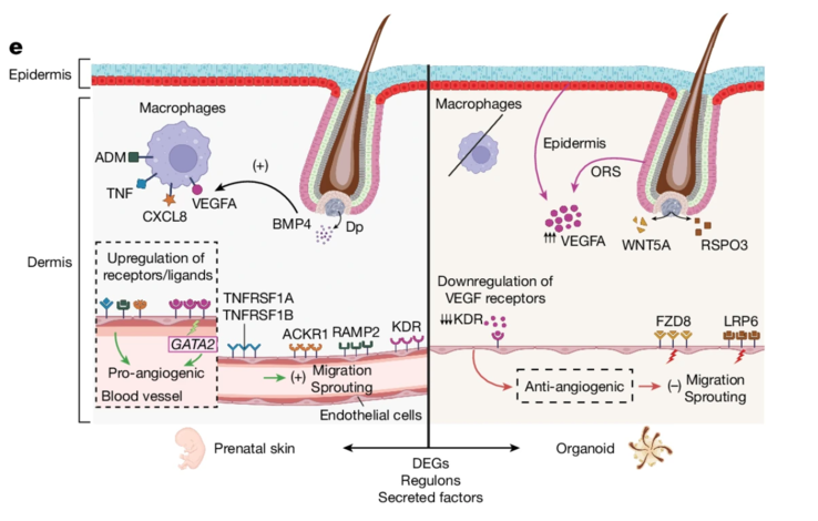 Esquema mostrando as diferenças entre a pele pré-natal e SkOs em fatores pró-angiogênicos e anti-angiogênicos e receptores correspondentes. (Fonte da imagem: Nature)